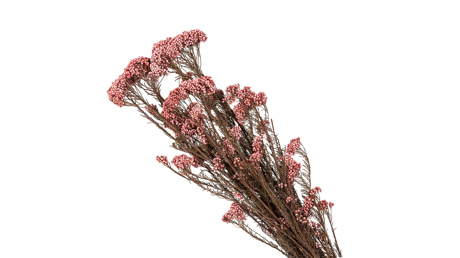 

Ветка искусственная Озотамнус Diosmifolius, Озотамнус Diosmifolius